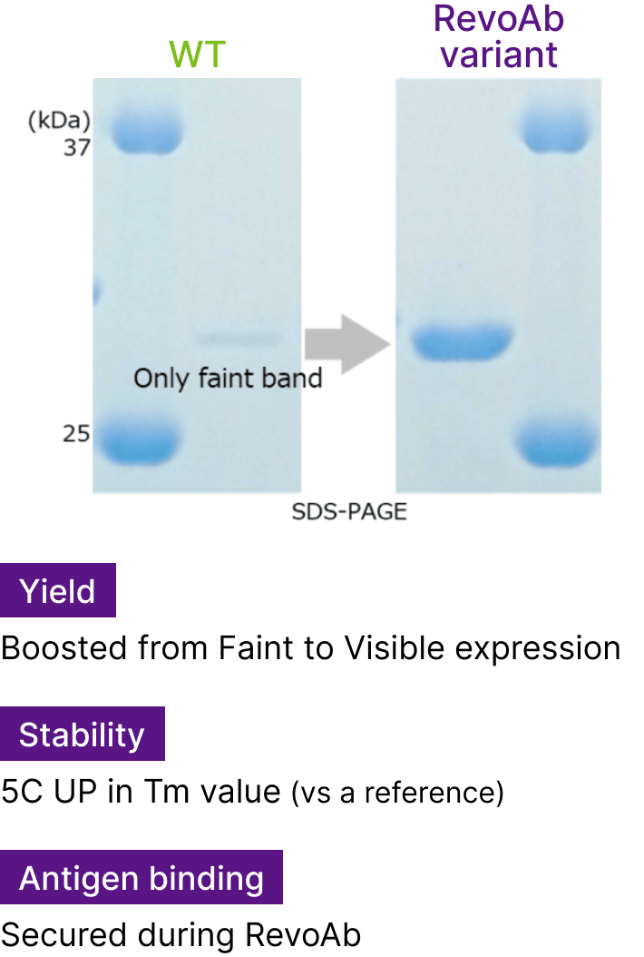 Yield:Boosted from Faint to Visible expression,Stability:5℃ UP in Tm value (vs a reference),Antigen binding:Secured during RevoAb™