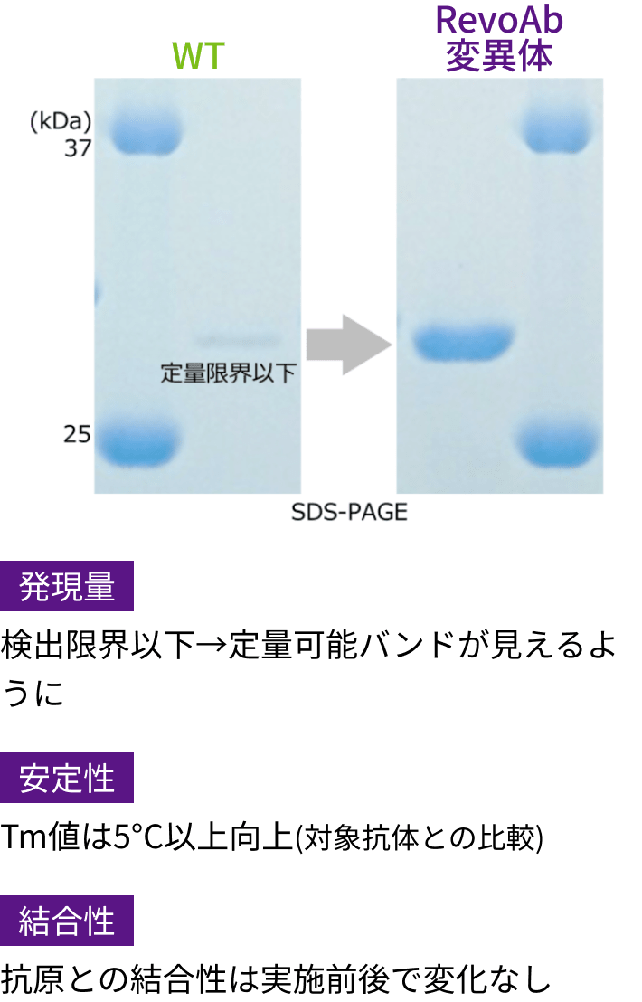 発現量:検出限界以下→定量可能バンドが見えるように,安定性:Tm値は5°C以上向上(WTは発現せず比較できないため、 変異体間で比較 ),結合性:抗原との結合性は、 実施前後で変化なし