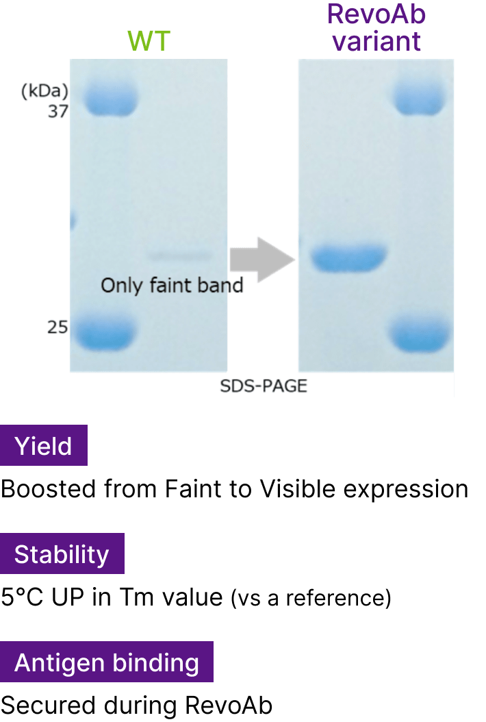 Yield:Boosted from Faint to Visible expression,Stability:5℃ UP in Tm value (vs a reference),Antigen binding:Secured during RevoAb™