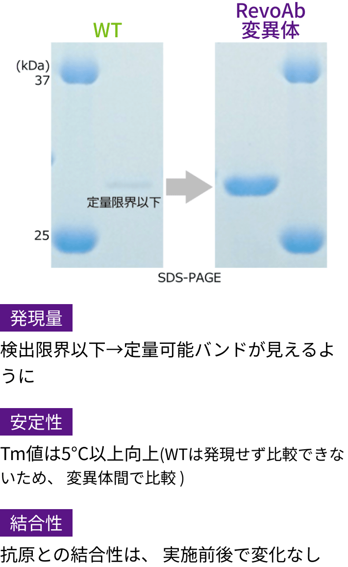 発現量:検出限界以下→定量可能バンドが見えるように,安定性:Tm値は5°C以上向上(WTは発現せず比較できないため、 変異体間で比較 ),結合性:抗原との結合性は、 実施前後で変化なし
